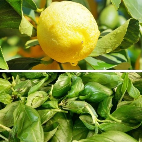 Citron-Basilic-Bio-Terre-Adelice