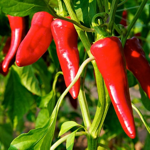 Piment-dEspelette-Bio