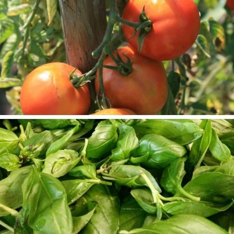 Tomate-au-Basilic-Bio-Terre-Adelice